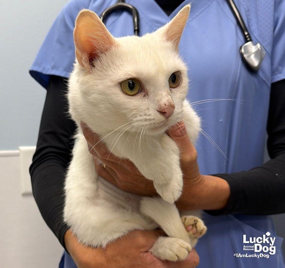 Enlarge Alaska, a Adoptable Domestic Short Hair in Washington, DC image 3/3