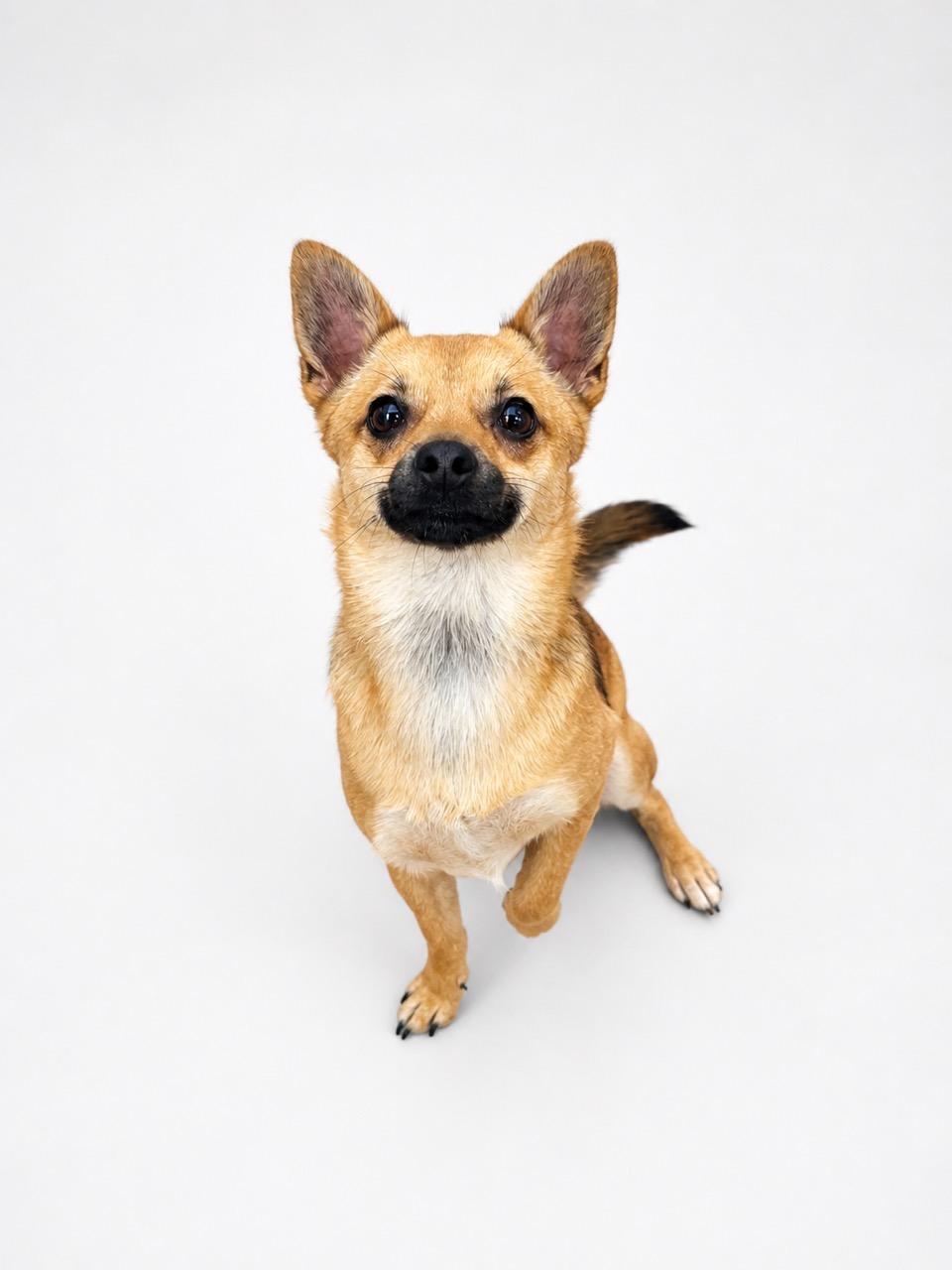 Enlarge Fox, a ADOPTABLE mixed breed in Waldorf, MD image 1/2