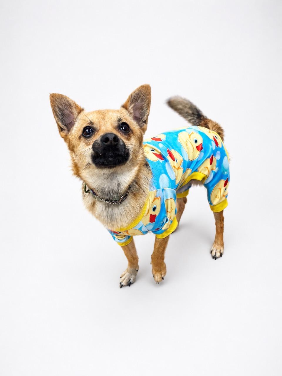 Enlarge Fox, a ADOPTABLE mixed breed in Waldorf, MD image 2/2