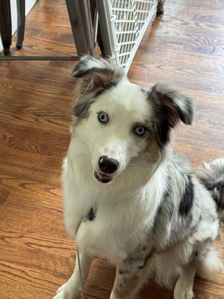 Comet #5214, a Adoptable mixed breed in Holbrook, NY image 4/6