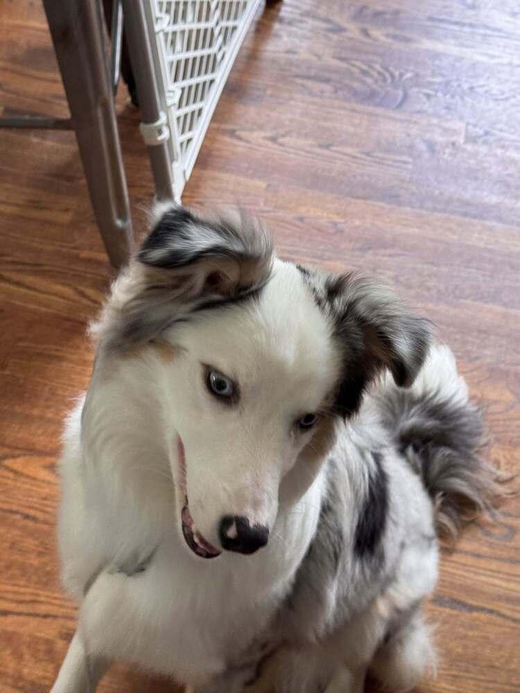 Comet #5214, a Adoptable mixed breed in Holbrook, NY image 6/6