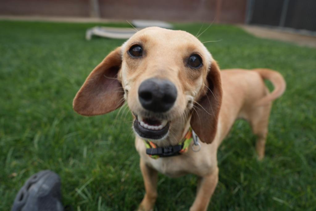 Itsy, Adoptable, Young Female Dachshund & Mixed Breed.