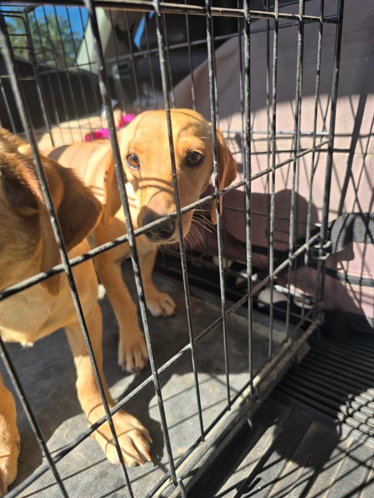 Enlarge Itsy, a Adoptable mixed breed in Coachella, CA image 2/6
