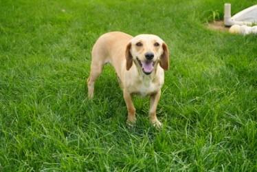 Enlarge Itsy, a Adoptable mixed breed in Coachella, CA image 3/6