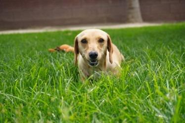Enlarge Itsy, a Adoptable mixed breed in Coachella, CA image 4/6