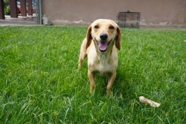Enlarge Itsy, a Adoptable mixed breed in Coachella, CA image 5/6