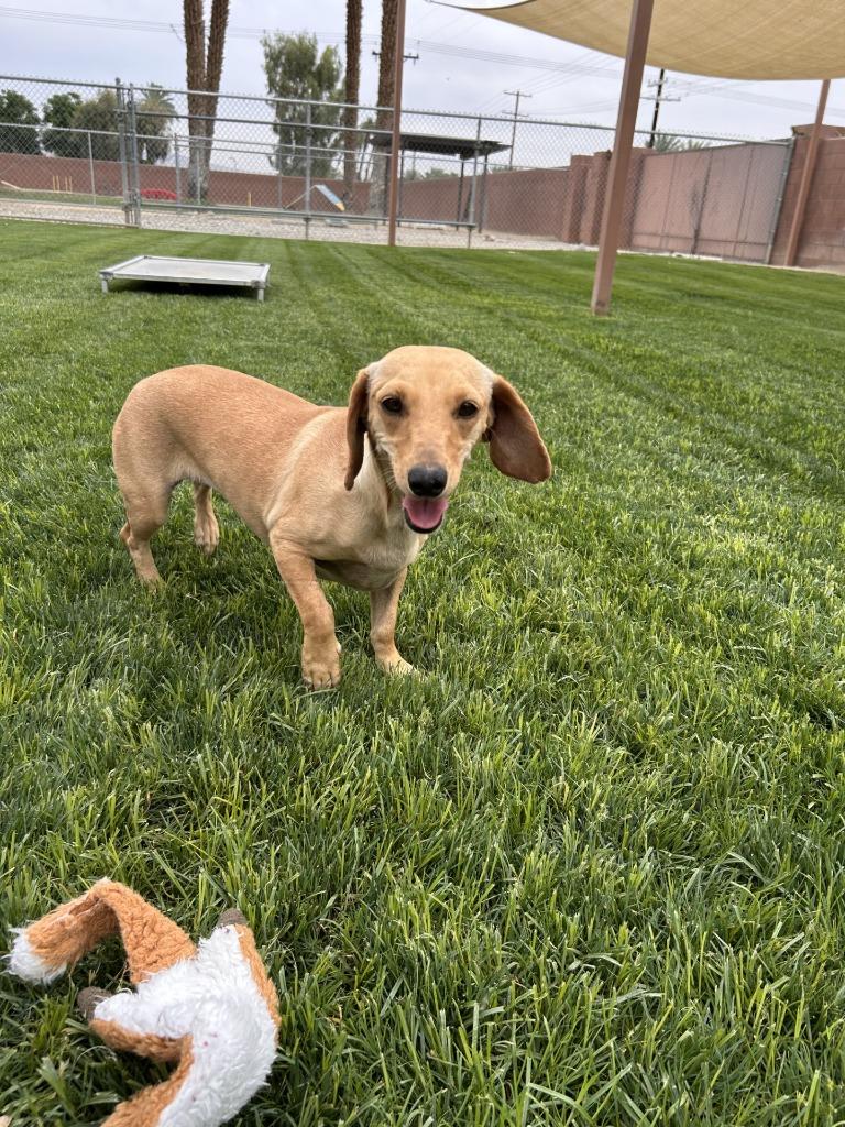 Enlarge Itsy, a Adoptable mixed breed in Coachella, CA image 6/6