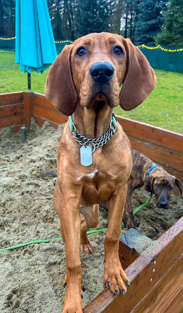 Bea, Adoptable, Puppy Female Hound.