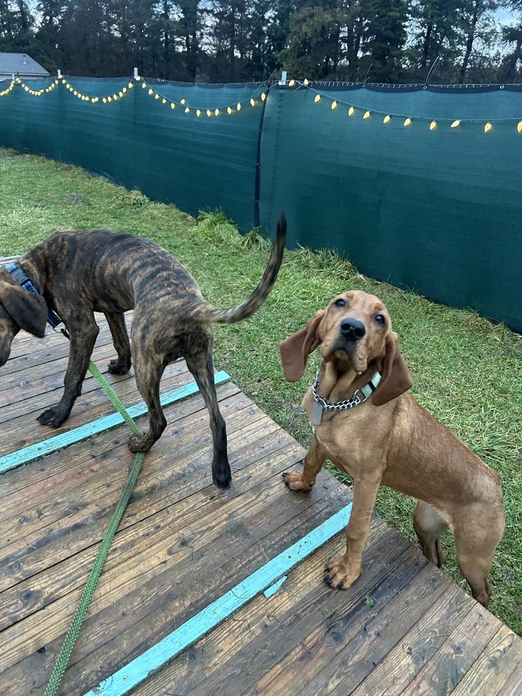 Enlarge Bea, a Adoptable mixed breed in Spokane , WA image 2/3