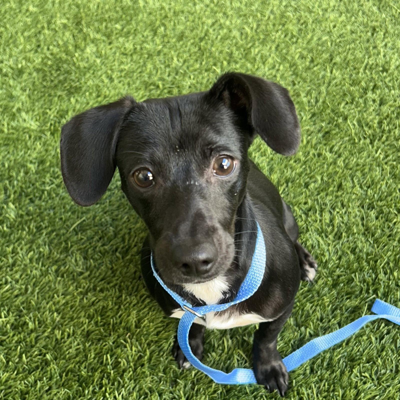 Enlarge Bliss, a Adopted Dachshund in Burlingame, CA image 1/1