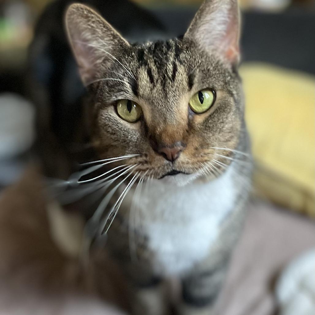 Kitt, Adoptable, Senior Female Domestic Short Hair.