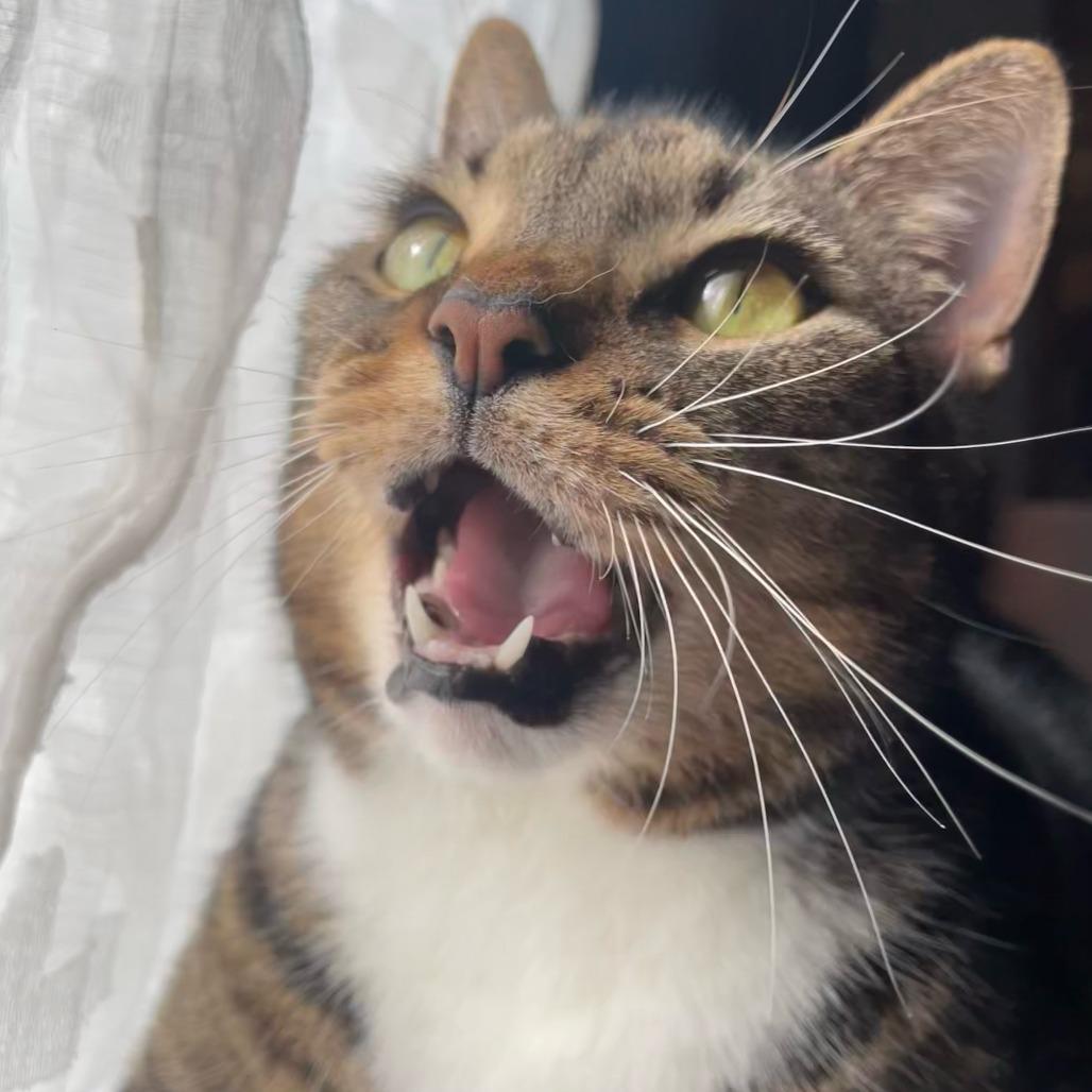 Kitt, a Adoptable Domestic Short Hair in Columbus, GA image 2/3