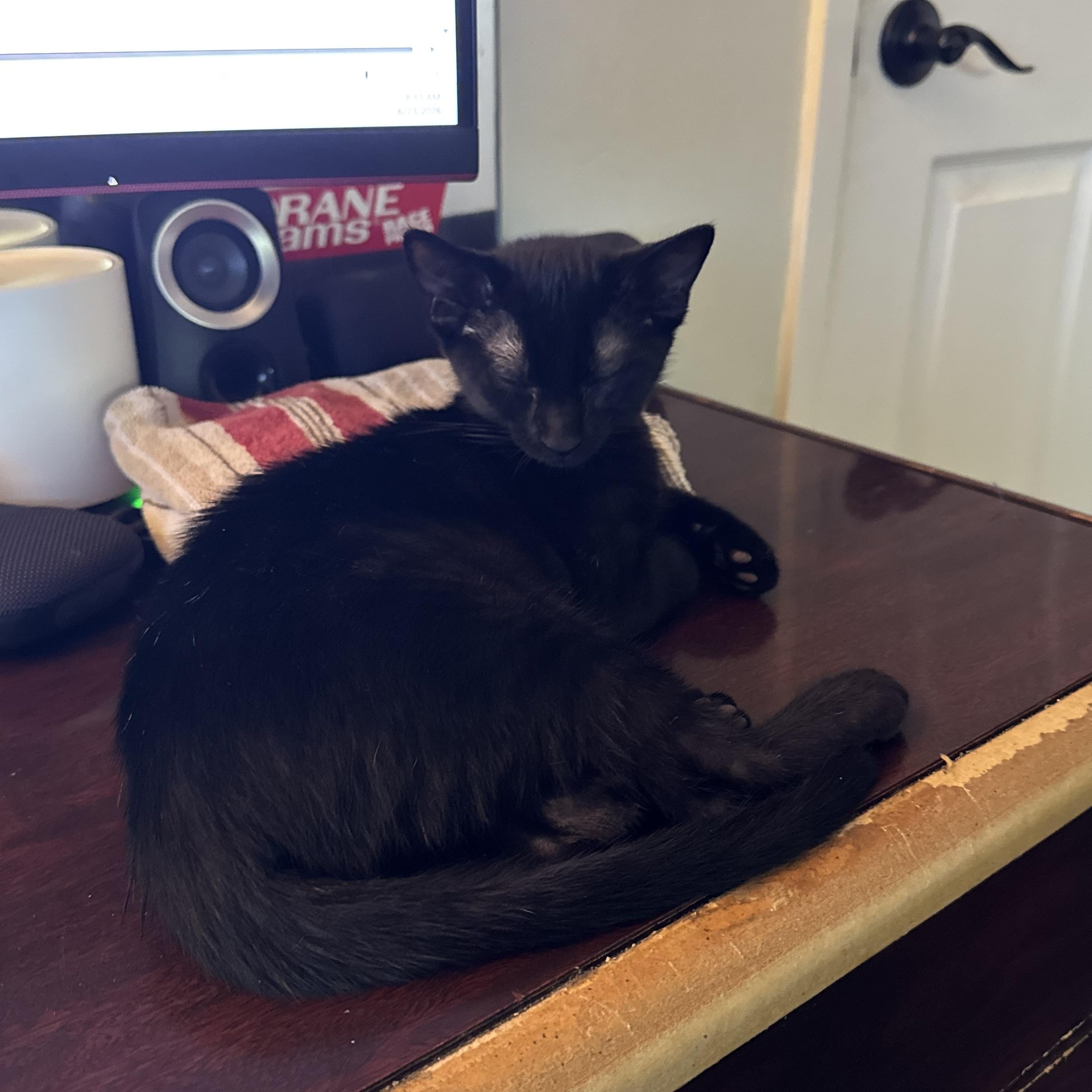 Jet, Adoptable, Young Male Domestic Short Hair.