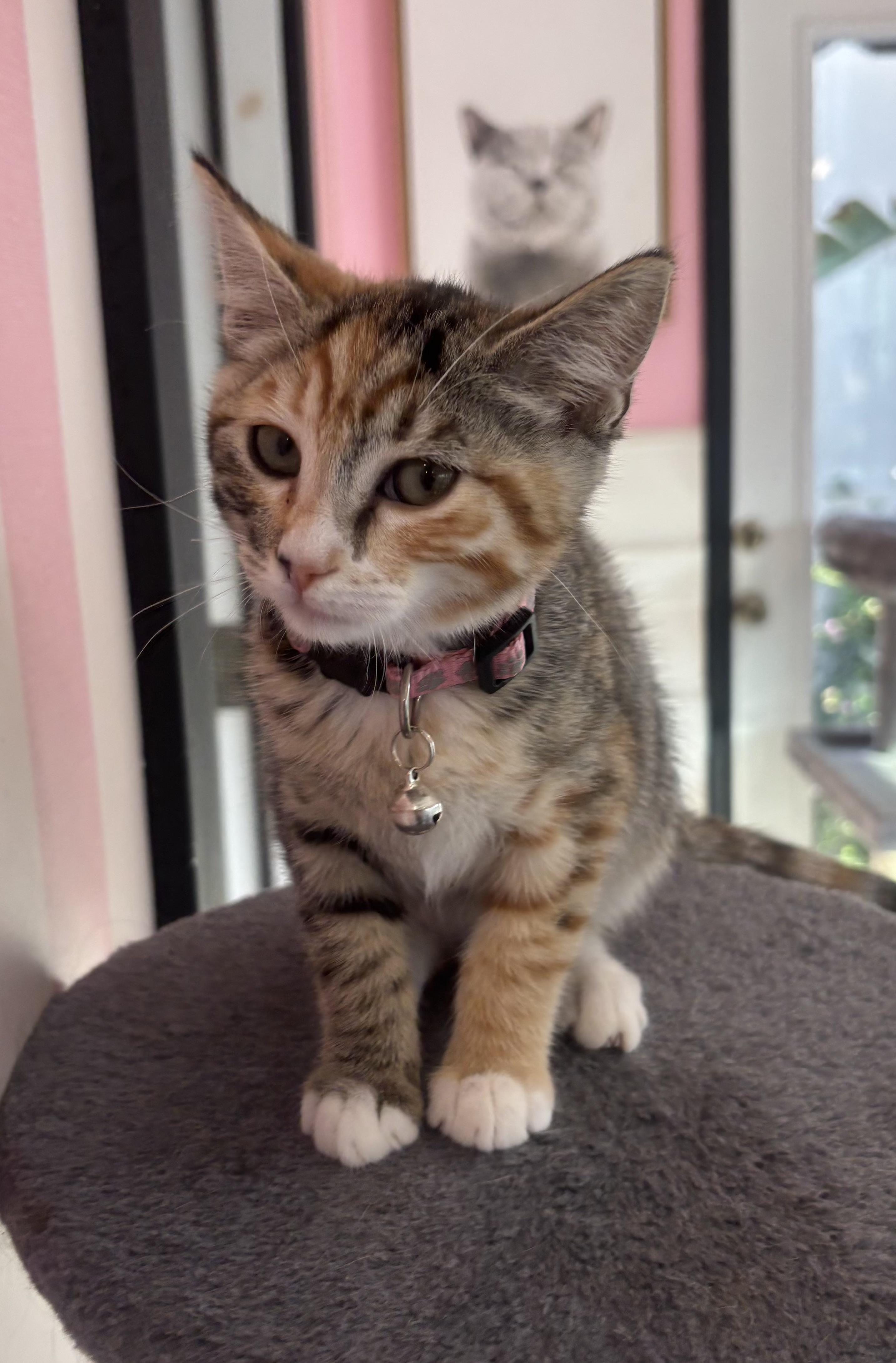 Enlarge Cherry, an adopted Domestic Short Hair in Whittier, CA image 2/6