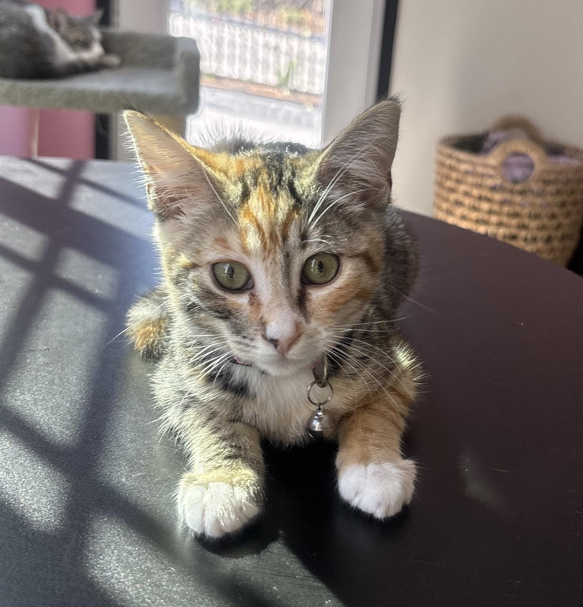 Enlarge Cherry, an adopted Domestic Short Hair in Whittier, CA image 4/6