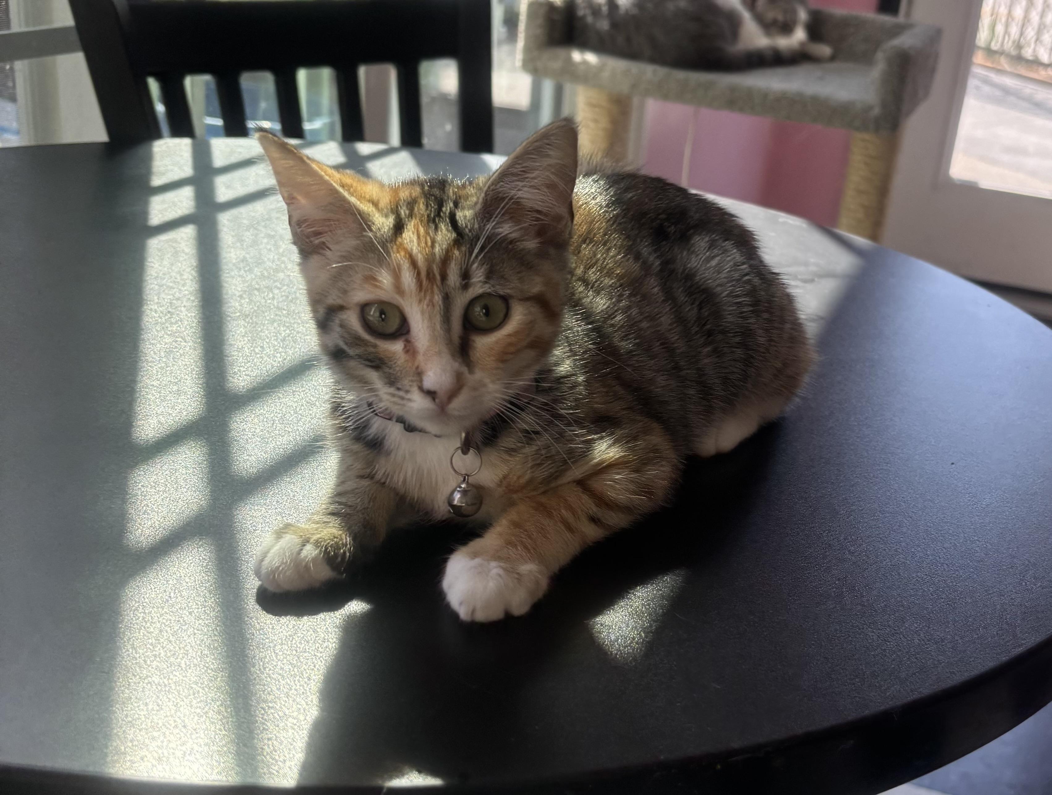 Enlarge Cherry, an adopted Domestic Short Hair in Whittier, CA image 6/6