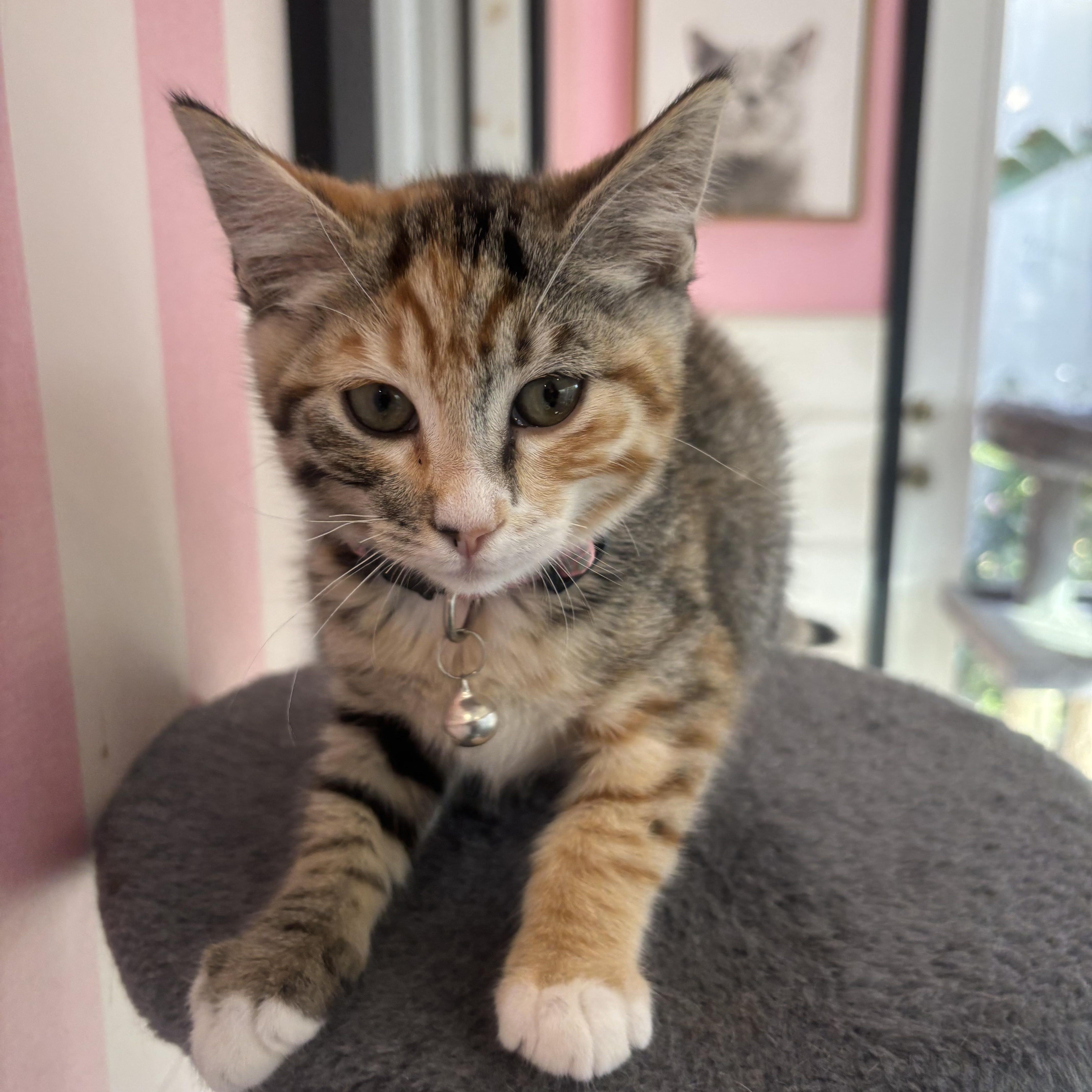 Enlarge Cherry, an adopted Domestic Short Hair in Whittier, CA image 5/6