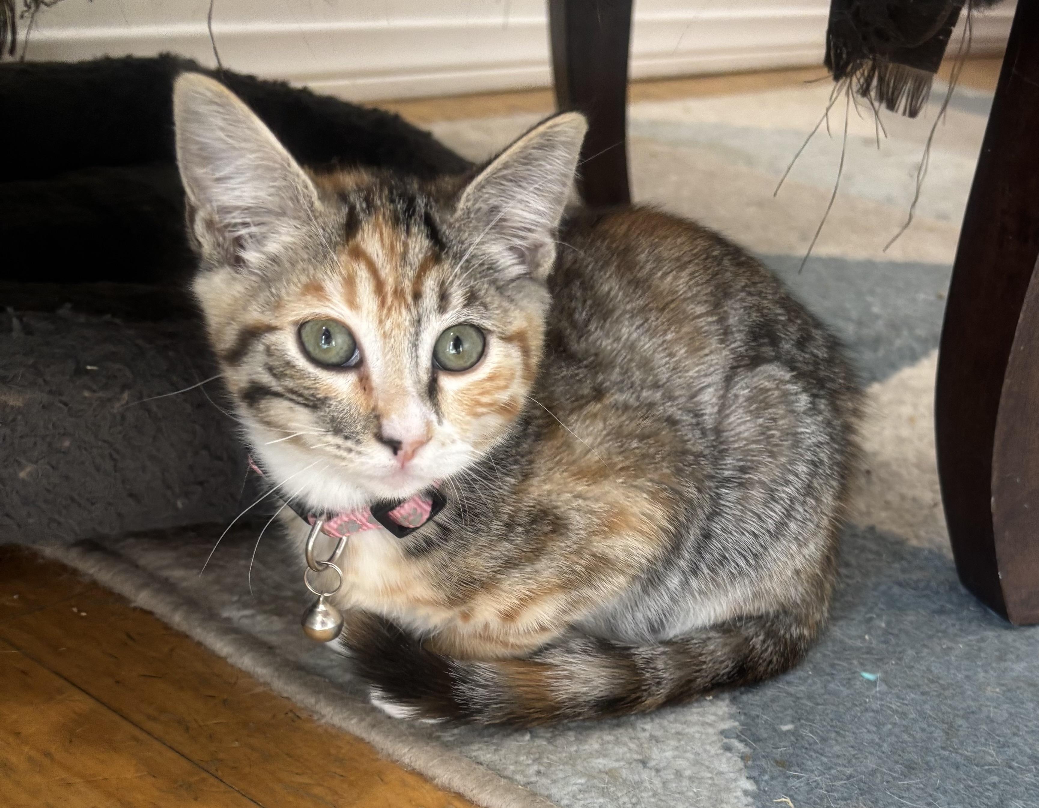 Enlarge Cherry, an adopted Domestic Short Hair in Whittier, CA image 3/6