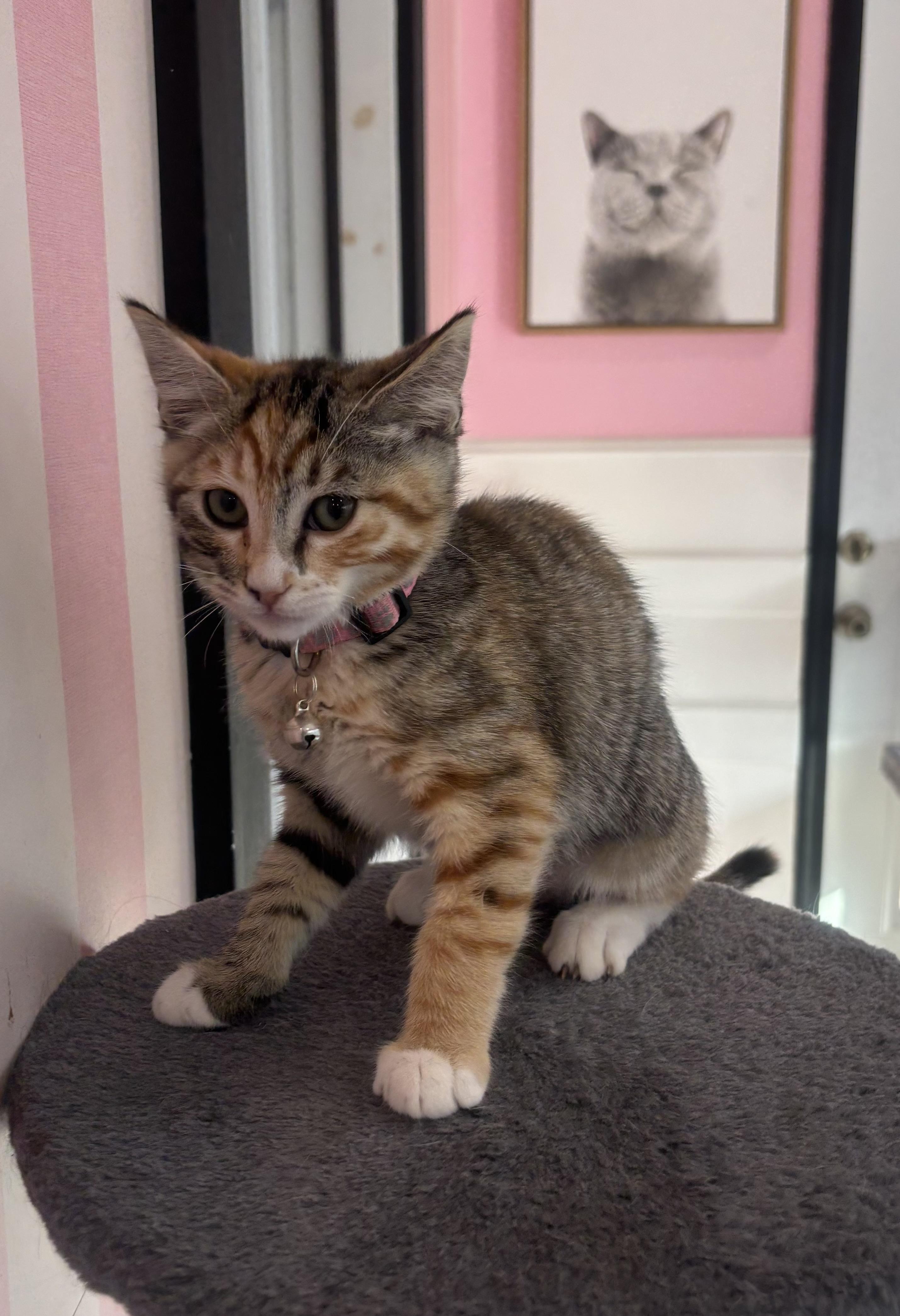Enlarge Cherry, an adopted Domestic Short Hair in Whittier, CA image 1/6