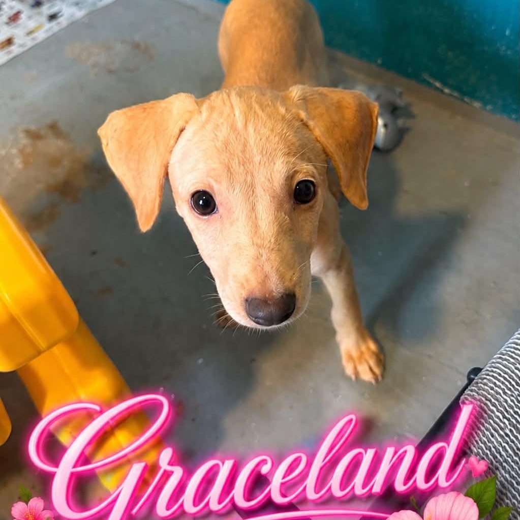 Graceland, Adoptable, Puppy Female Hound.