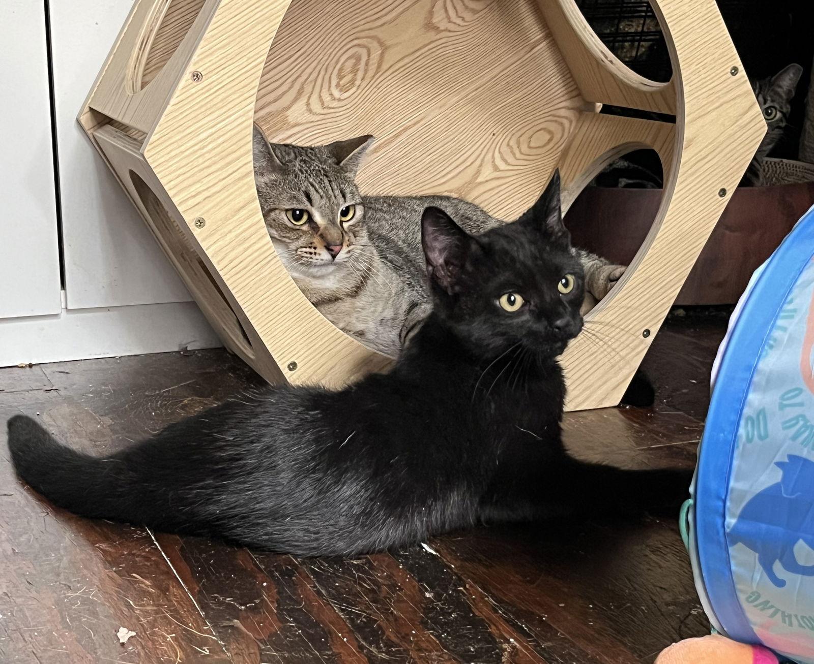 Enlarge Leviathan (Livy), a Adoptable Domestic Short Hair in Nashville, TN image 2/3