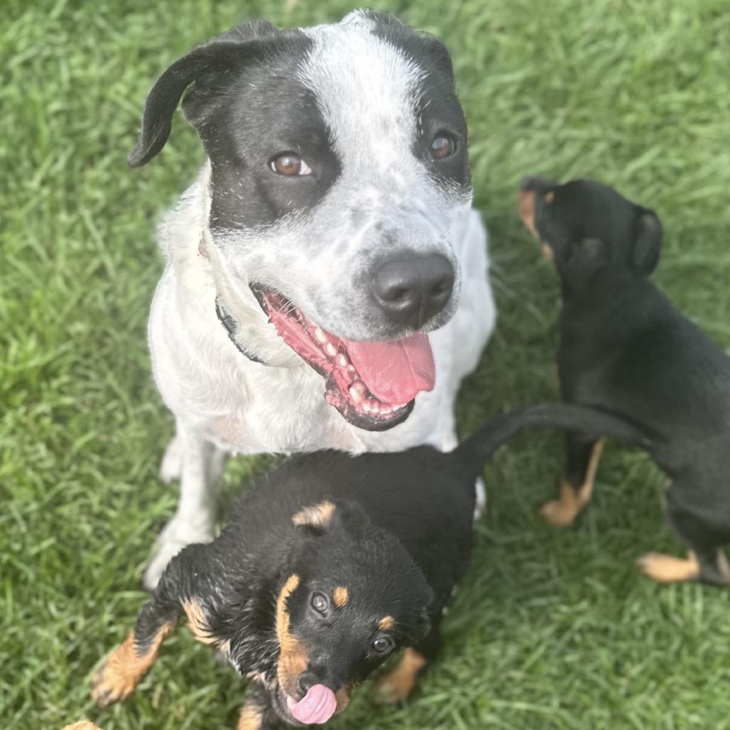 Enlarge Lilo, a Adoptable mixed breed in Crystal, MN image 1/4