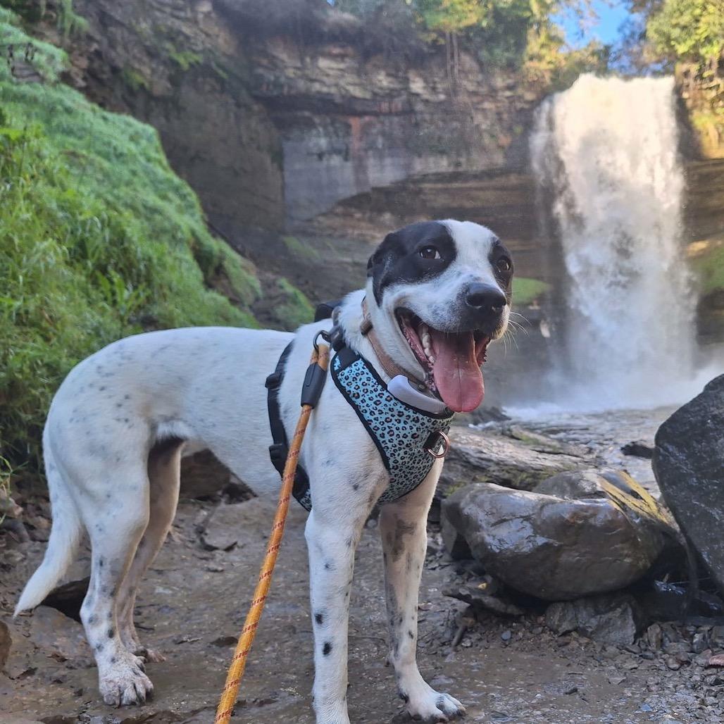 Enlarge Lilo, a Adoptable mixed breed in Crystal, MN image 2/4