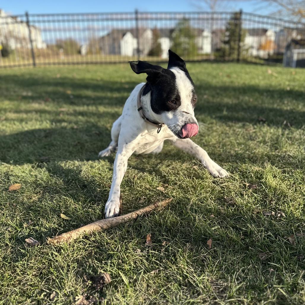Enlarge Lilo, a Adoptable mixed breed in Crystal, MN image 3/4