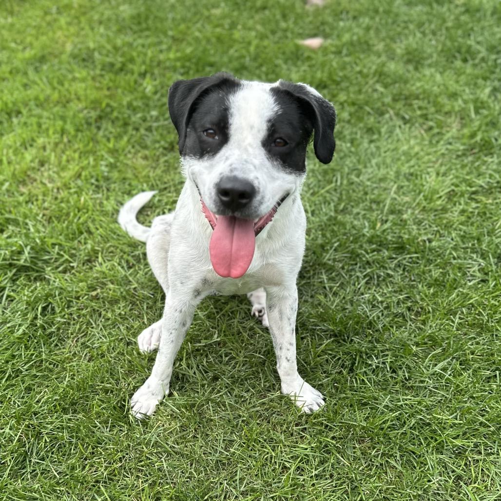 Enlarge Lilo, a Adoptable mixed breed in Crystal, MN image 4/4