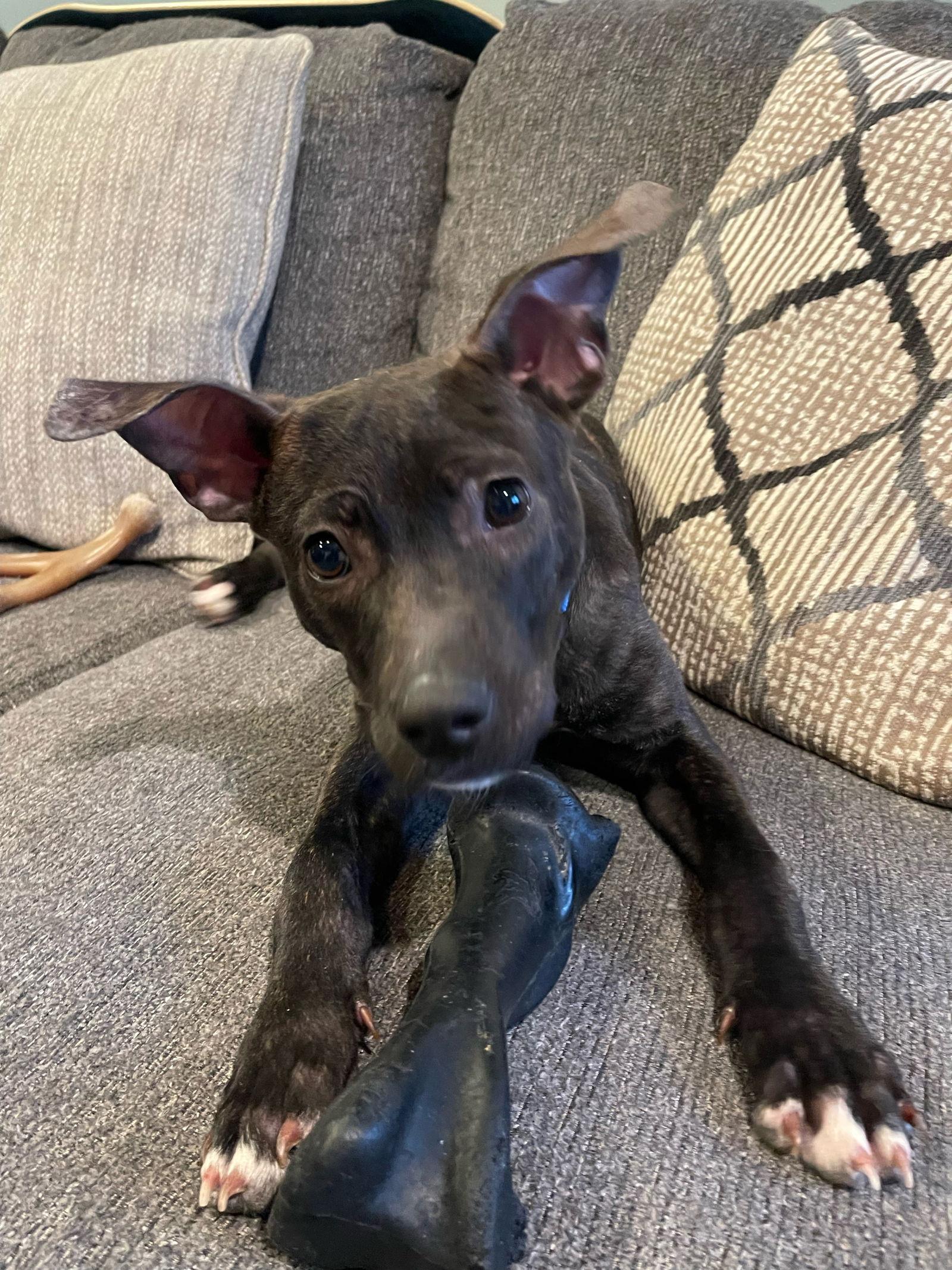 Cv Litter Gilligan, Adoptable, Young Male Pharaoh Hound & Terrier.