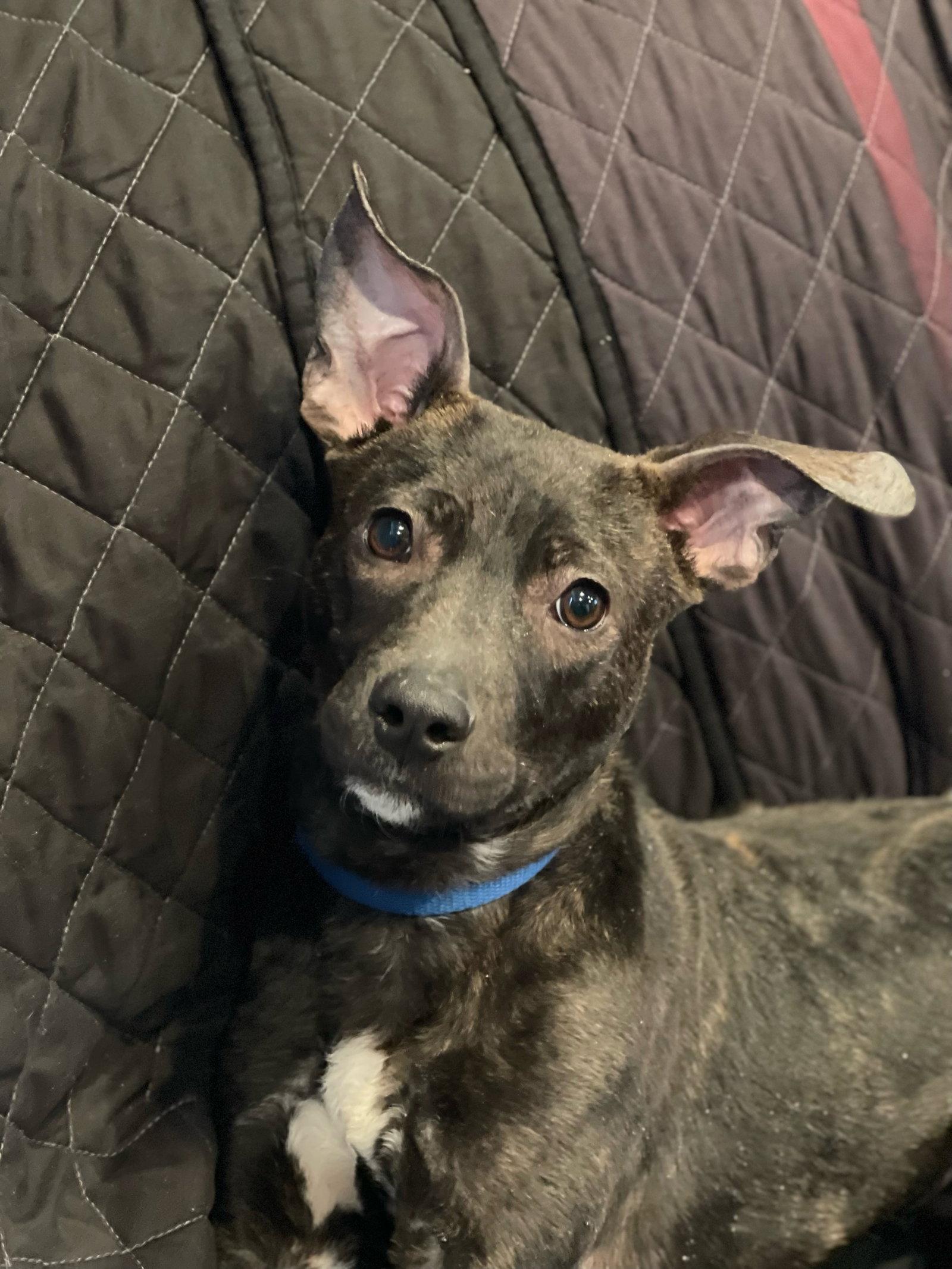 Enlarge Cv Litter Gilligan, a Adoptable mixed breed in Livonia, MI image 1/3