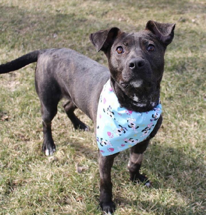 Cv Litter Gilligan, Adoptable, Young Male Pit Bull Terrier.