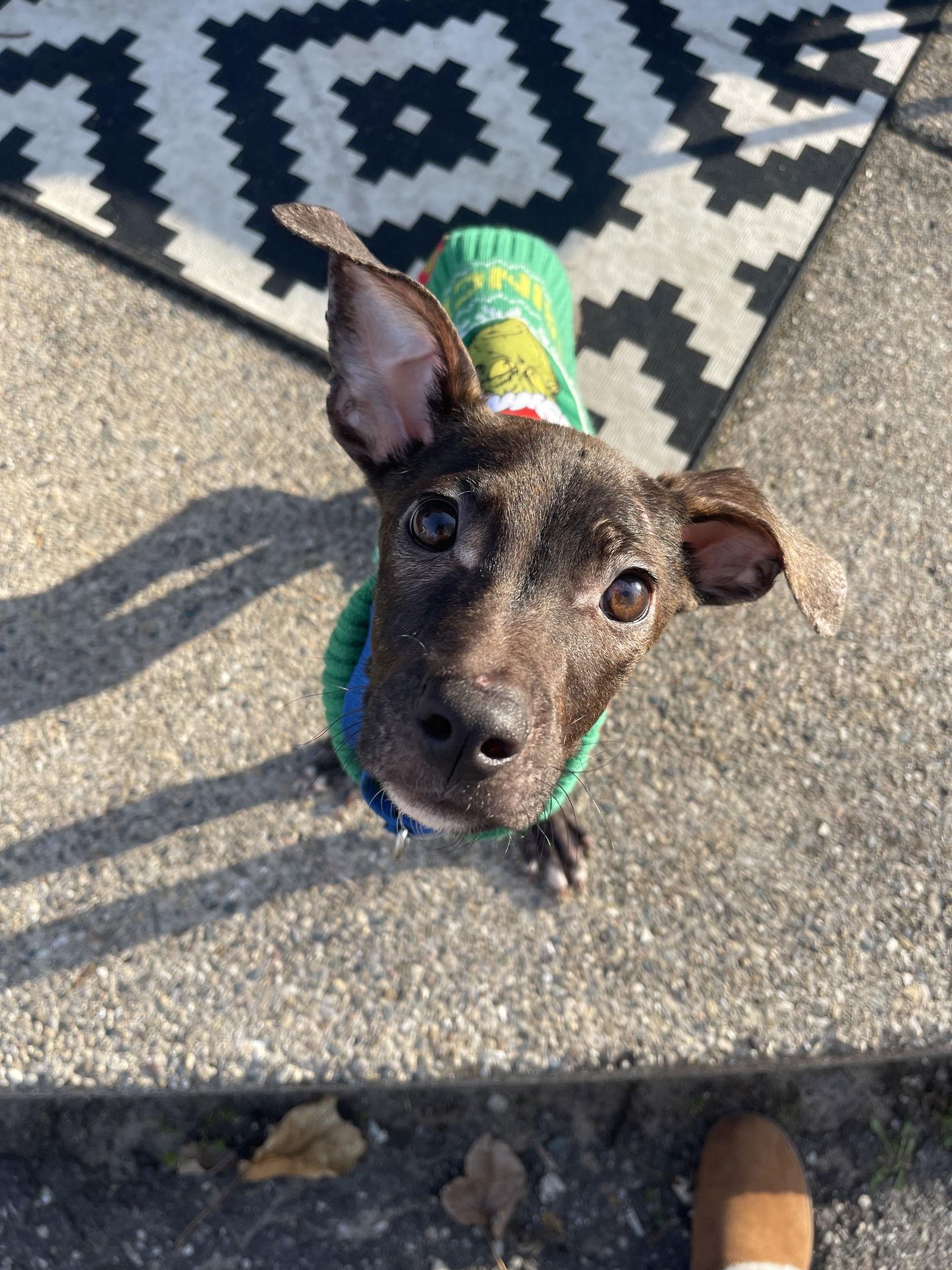 Cv Litter Gilligan thumbnail 3