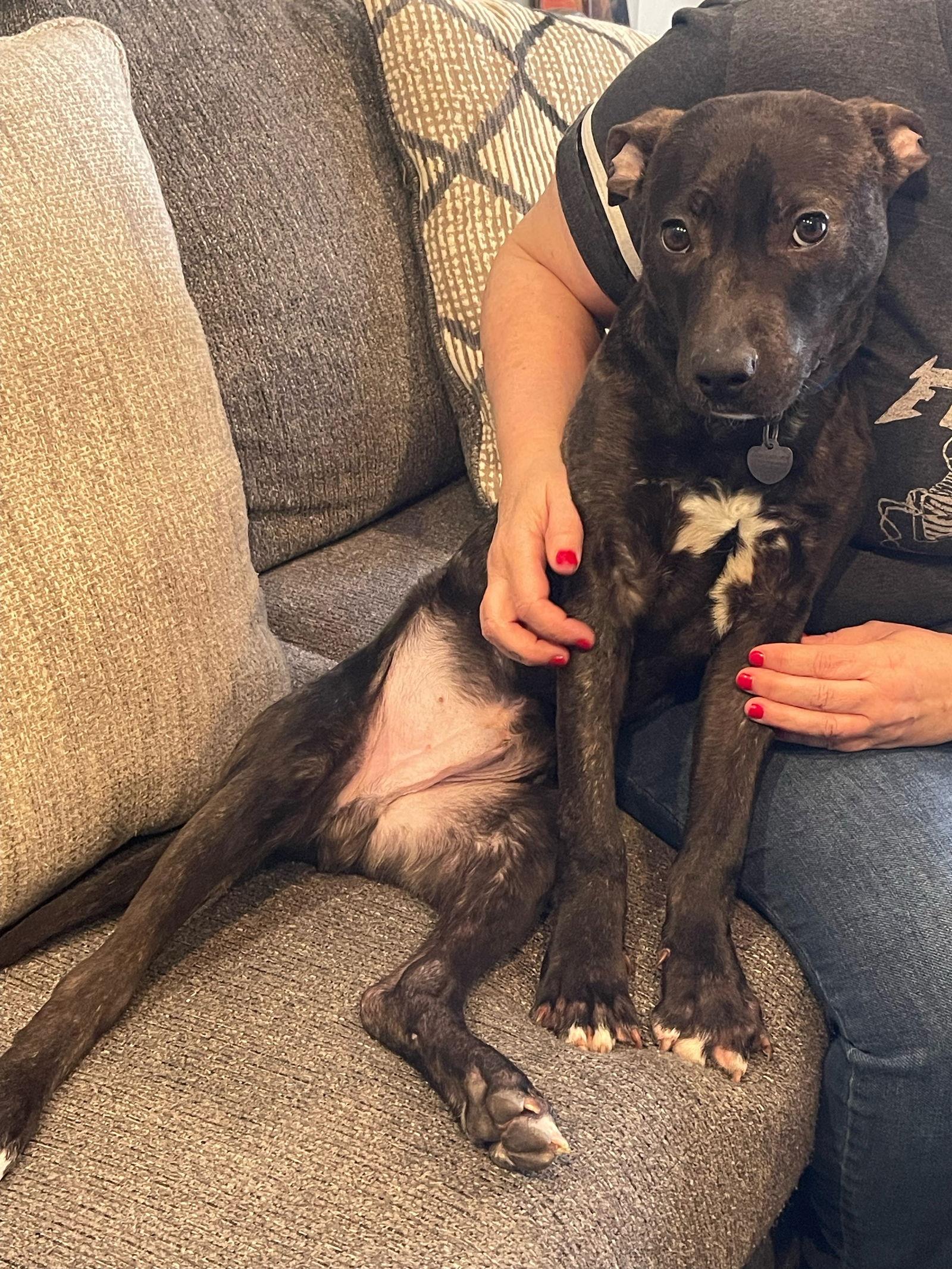 Enlarge Cv Litter Gilligan, a Adoptable mixed breed in Livonia, MI image 2/3