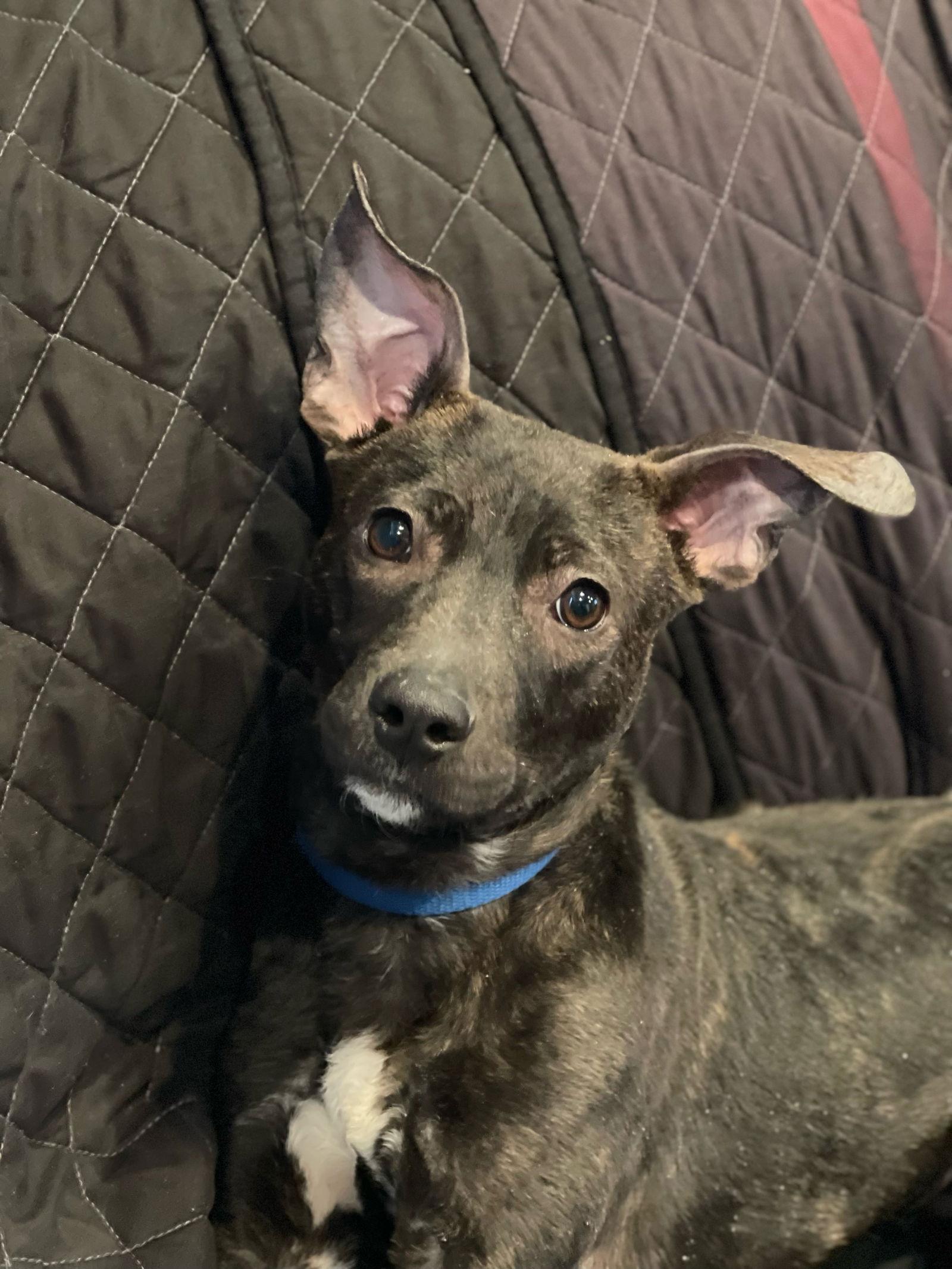 Enlarge Cv Litter Gilligan, a Adoptable mixed breed in Livonia, MI image 3/3