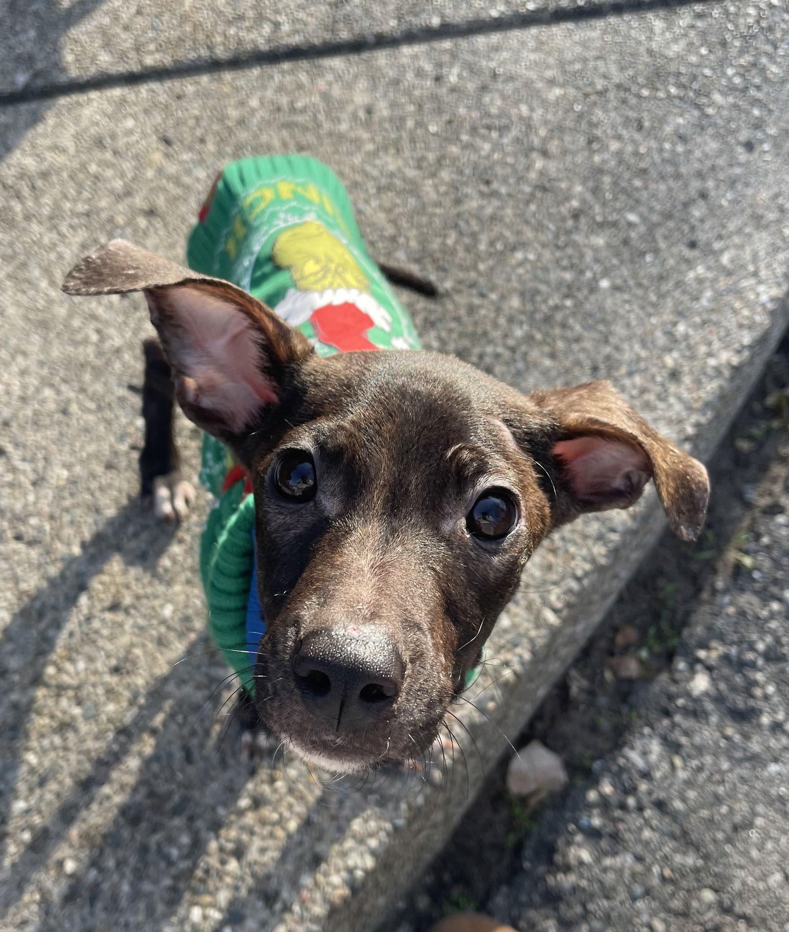 Cv Litter Gilligan thumbnail 4