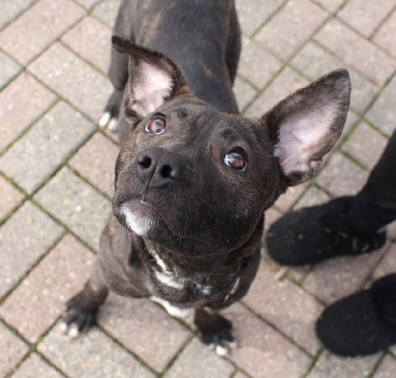 Enlarge Cv Litter Gilligan, a Adoptable Pit Bull Terrier in Livonia, MI image 2/3