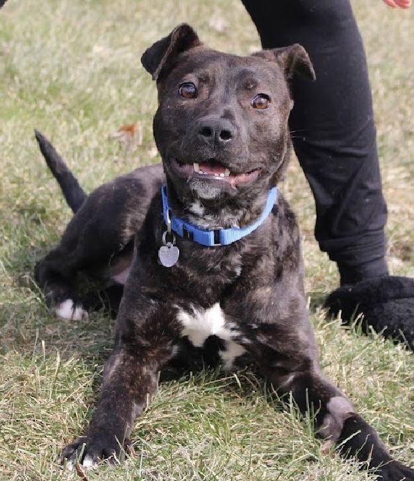 Enlarge Cv Litter Gilligan, a Adoptable Pit Bull Terrier in Livonia, MI image 3/3