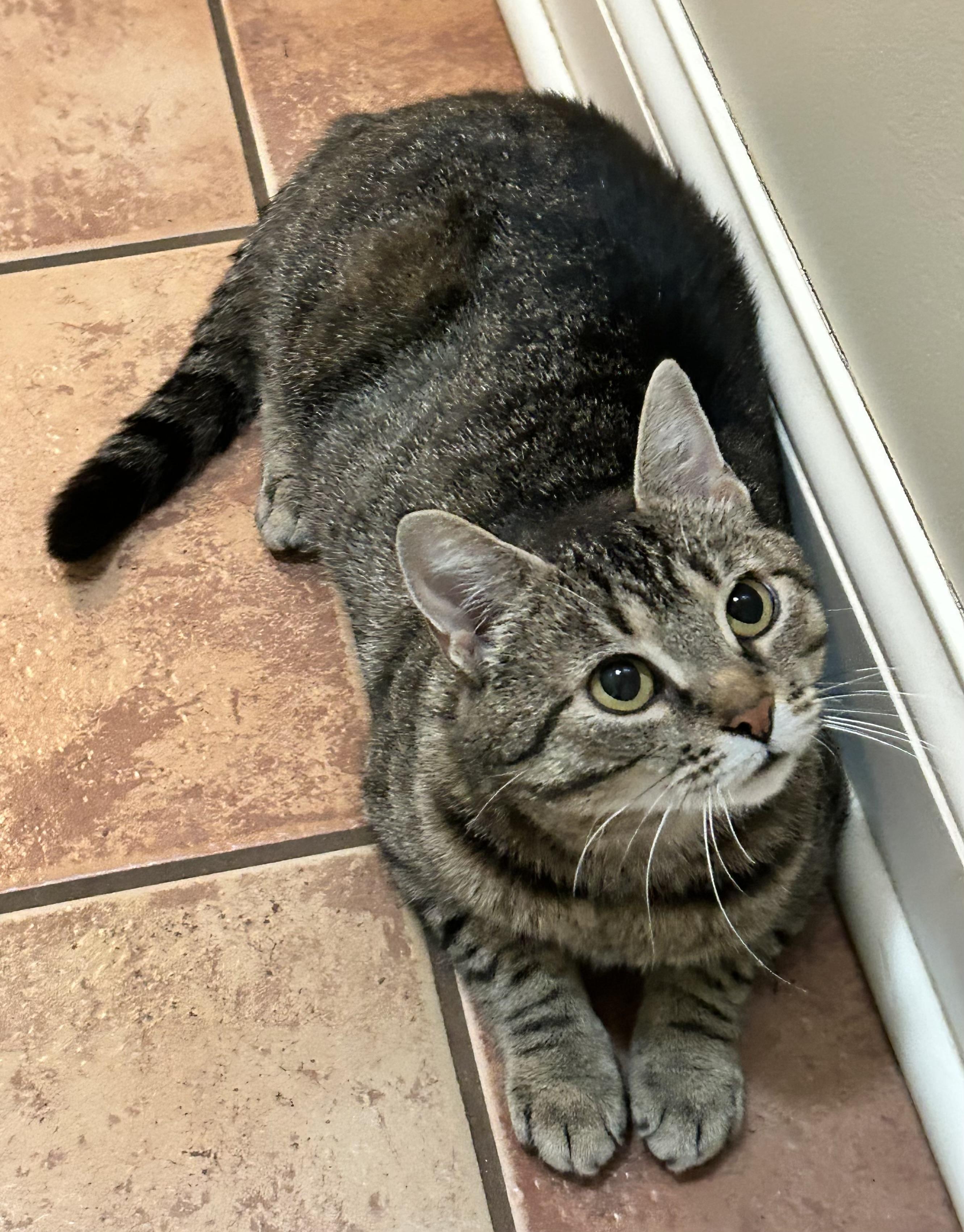 Diamond, a Adoptable Domestic Short Hair in Reynoldsburg, OH image 2/3