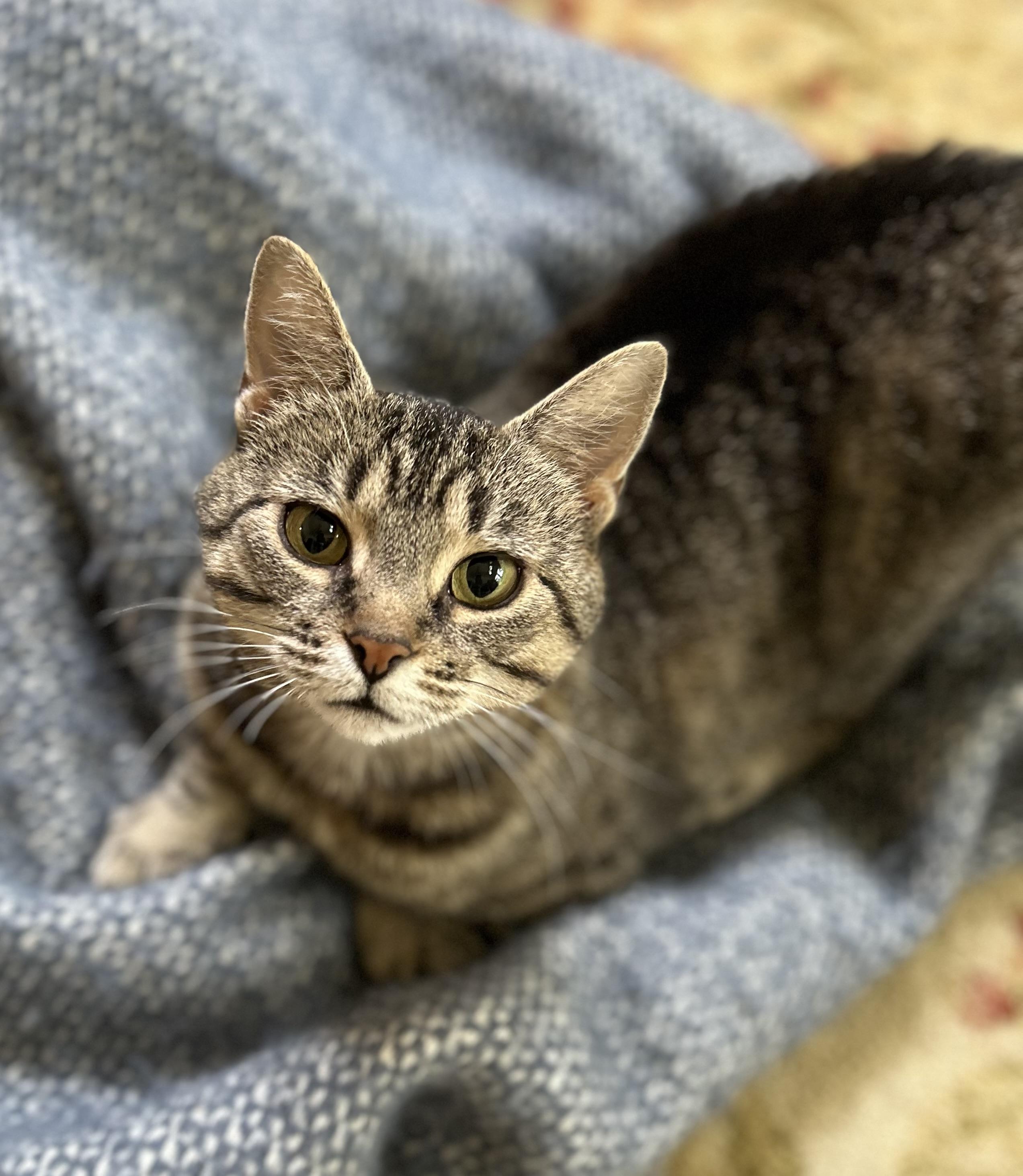 Diamond, a Adoptable Domestic Short Hair in Reynoldsburg, OH image 1/3