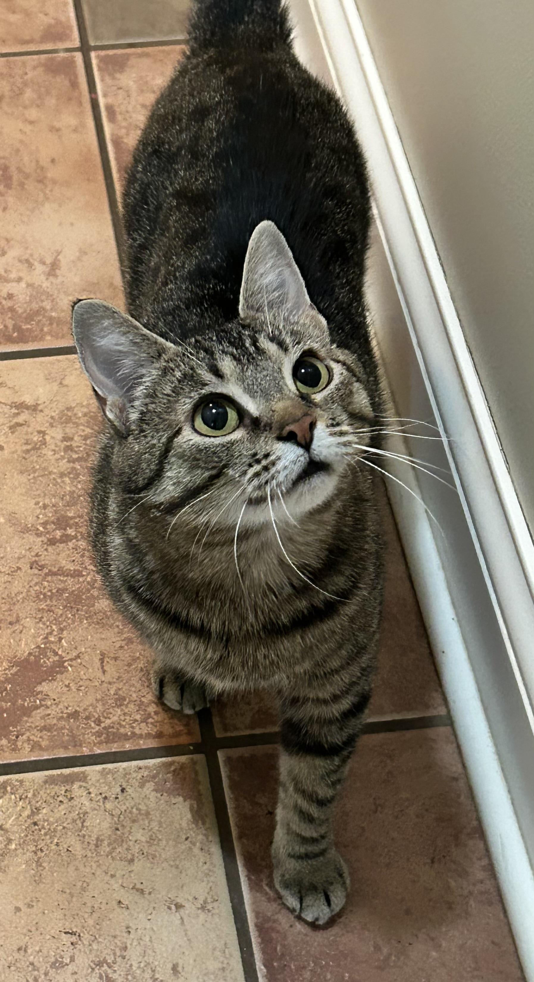 Diamond, a Adoptable Domestic Short Hair in Reynoldsburg, OH image 3/3