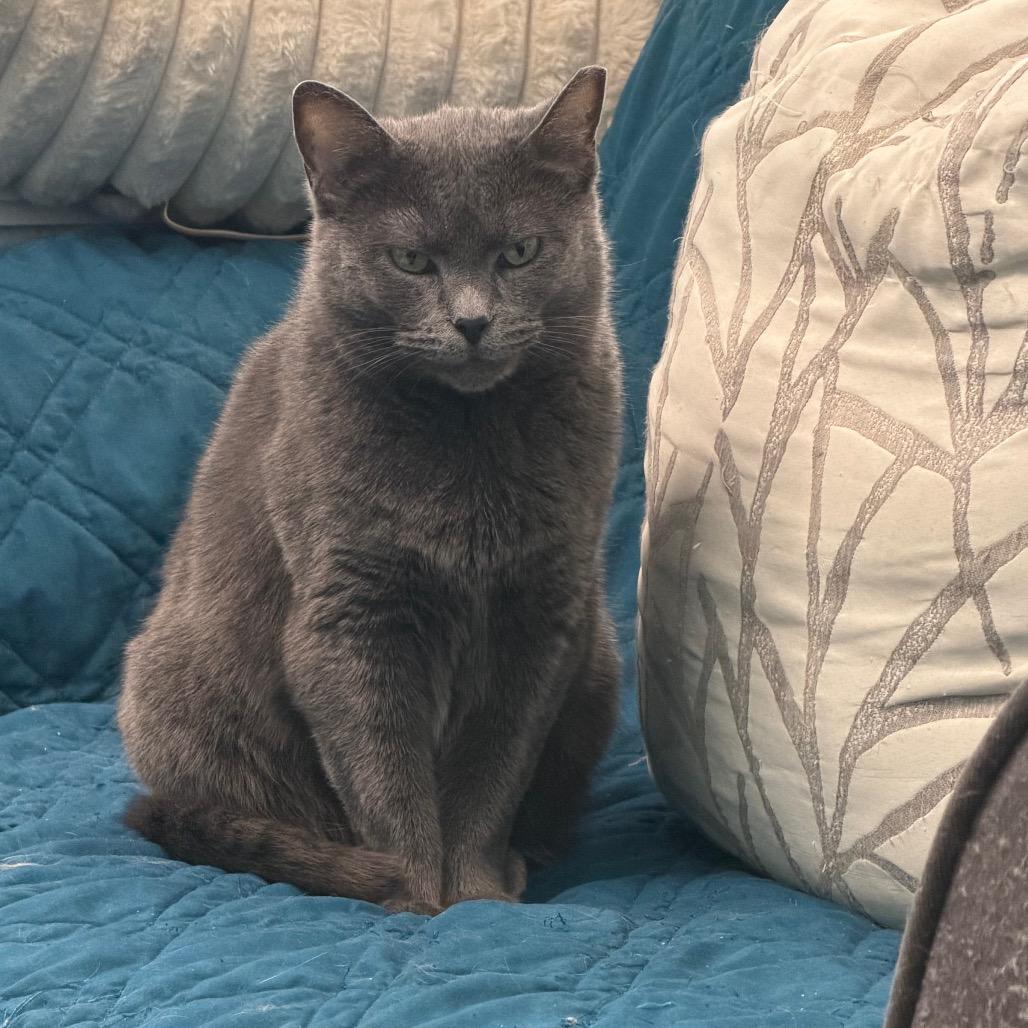 Indy, Adoptable, Adult Female Domestic Short Hair.