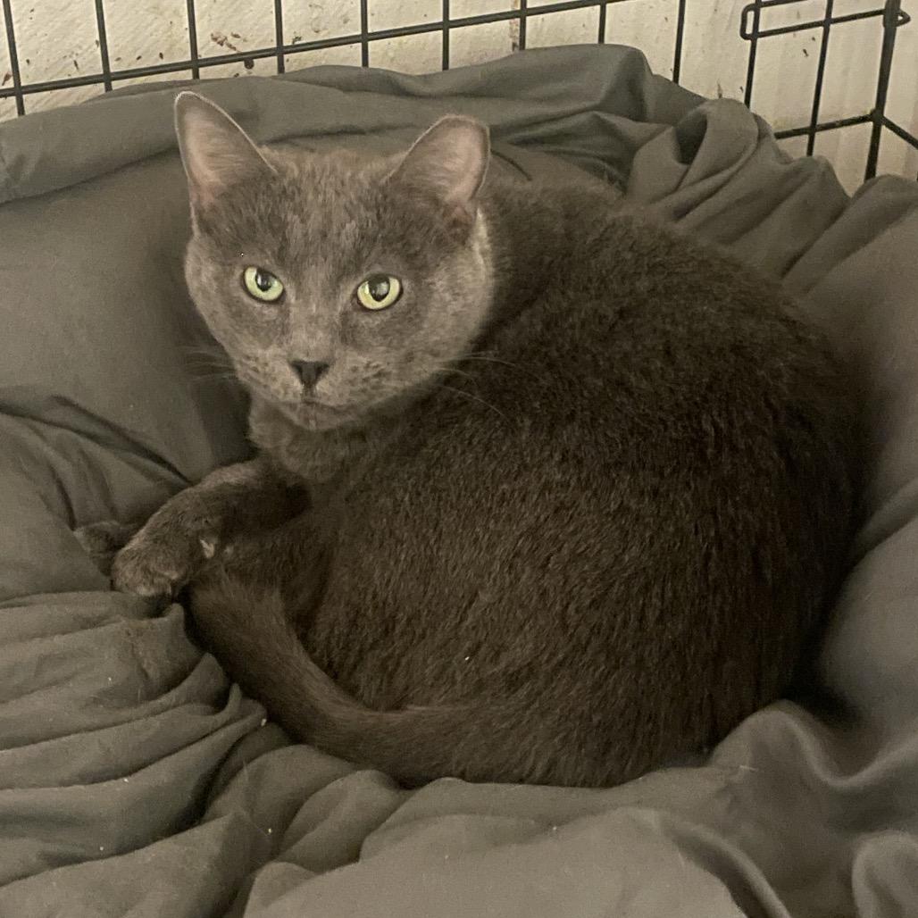 Indy, Adoptable, Adult Female Domestic Short Hair.