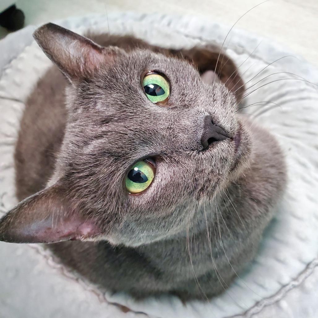 Enlarge Indy, a Adoptable Domestic Short Hair in PITTSBURGH, PA image 2/2