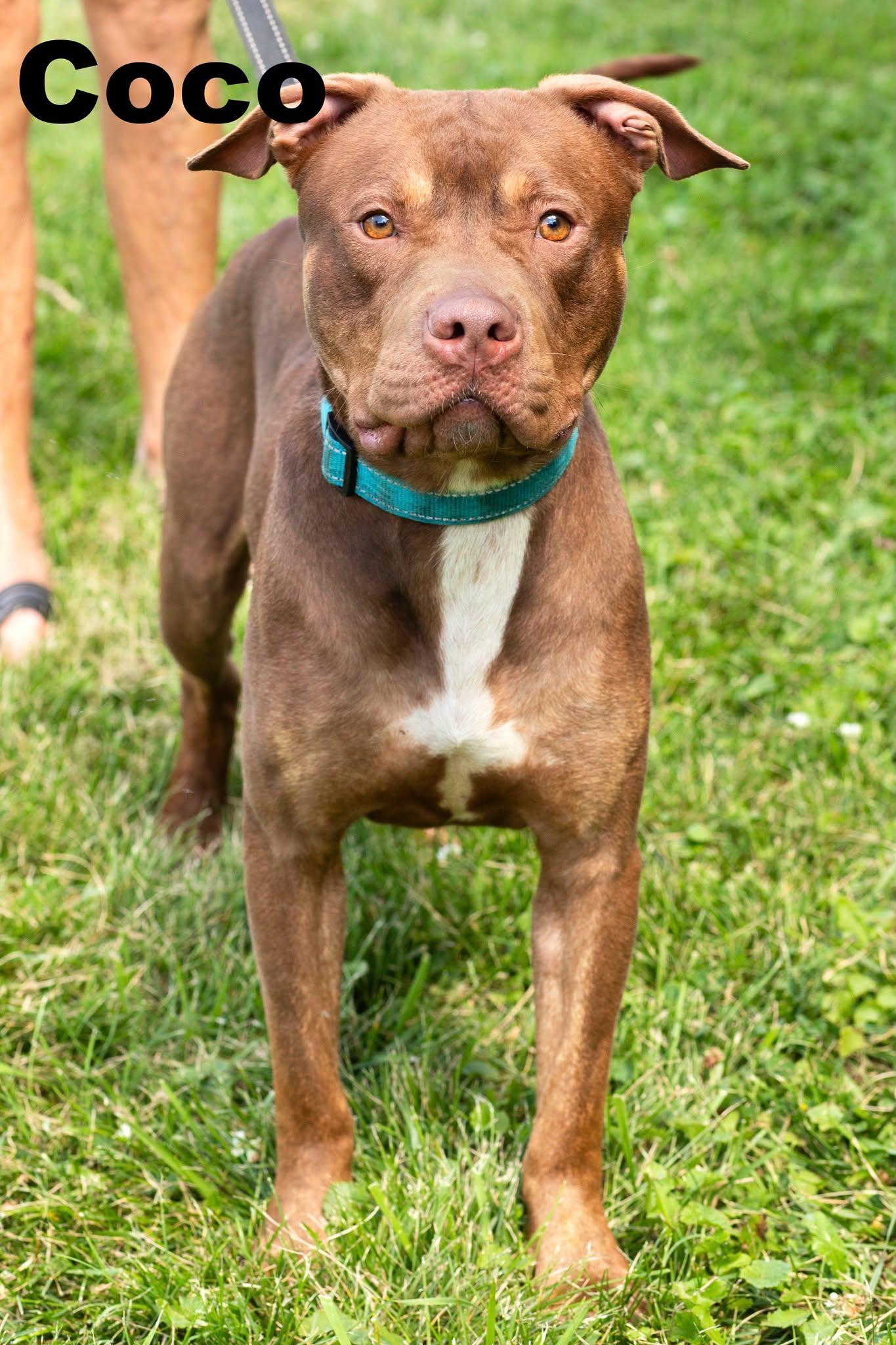 Coco, ADOPTABLE, Young Female Mixed Breed.