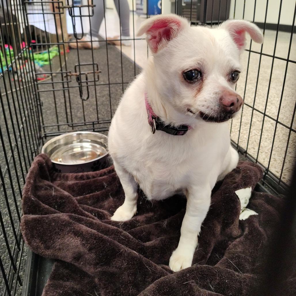 Enlarge Cuddles, a Adoptable Chihuahua in Coos Bay, OR image 1/1