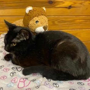 Uno (chill, quiet, playful, and affectionate), ADOPTABLE, Young Female Domestic Short Hair.