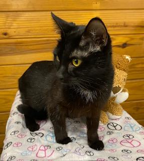 Enlarge Uno (chill, quiet, playful, and affectionate), a ADOPTABLE Domestic Short Hair in Southern Pines, NC image 5/6