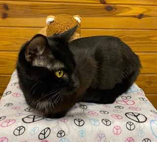 Enlarge Uno (chill, quiet, playful, and affectionate), a ADOPTABLE Domestic Short Hair in Southern Pines, NC image 3/6