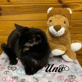 Enlarge Uno (chill, quiet, playful, and affectionate), a ADOPTABLE Domestic Short Hair in Southern Pines, NC image 2/6